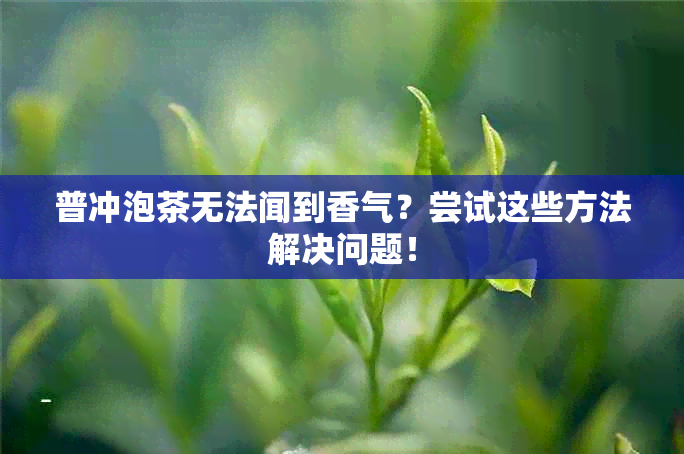 普冲泡茶无法闻到香气？尝试这些方法解决问题！