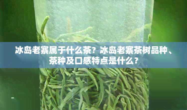 冰岛老寨属于什么茶？冰岛老寨茶树品种、茶种及口感特点是什么？