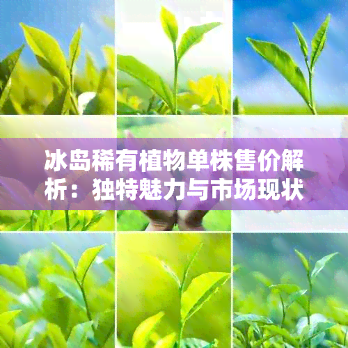 冰岛稀有植物单株售价解析：独特魅力与市场现状探讨