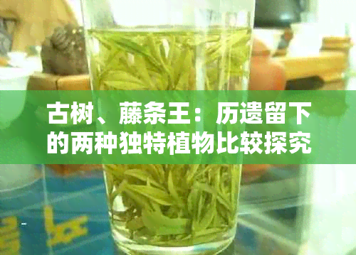 古树、藤条王：历遗留下的两种独特植物比较探究