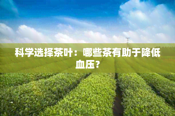 科学选择茶叶：哪些茶有助于降低血压？