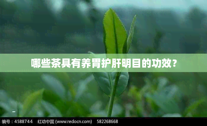 哪些茶具有养胃护肝明目的功效？