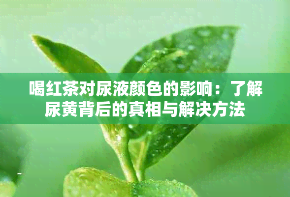 喝红茶对尿液颜色的影响：了解尿黄背后的真相与解决方法