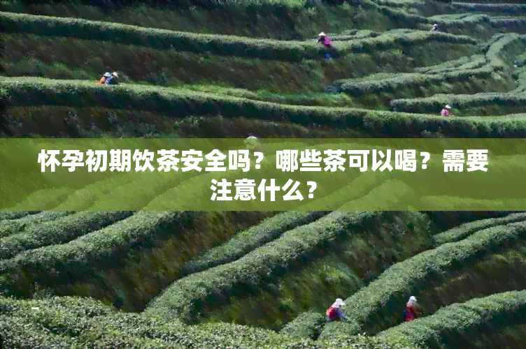 怀孕初期饮茶安全吗？哪些茶可以喝？需要注意什么？