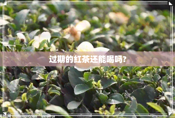 过期的红茶还能喝吗?