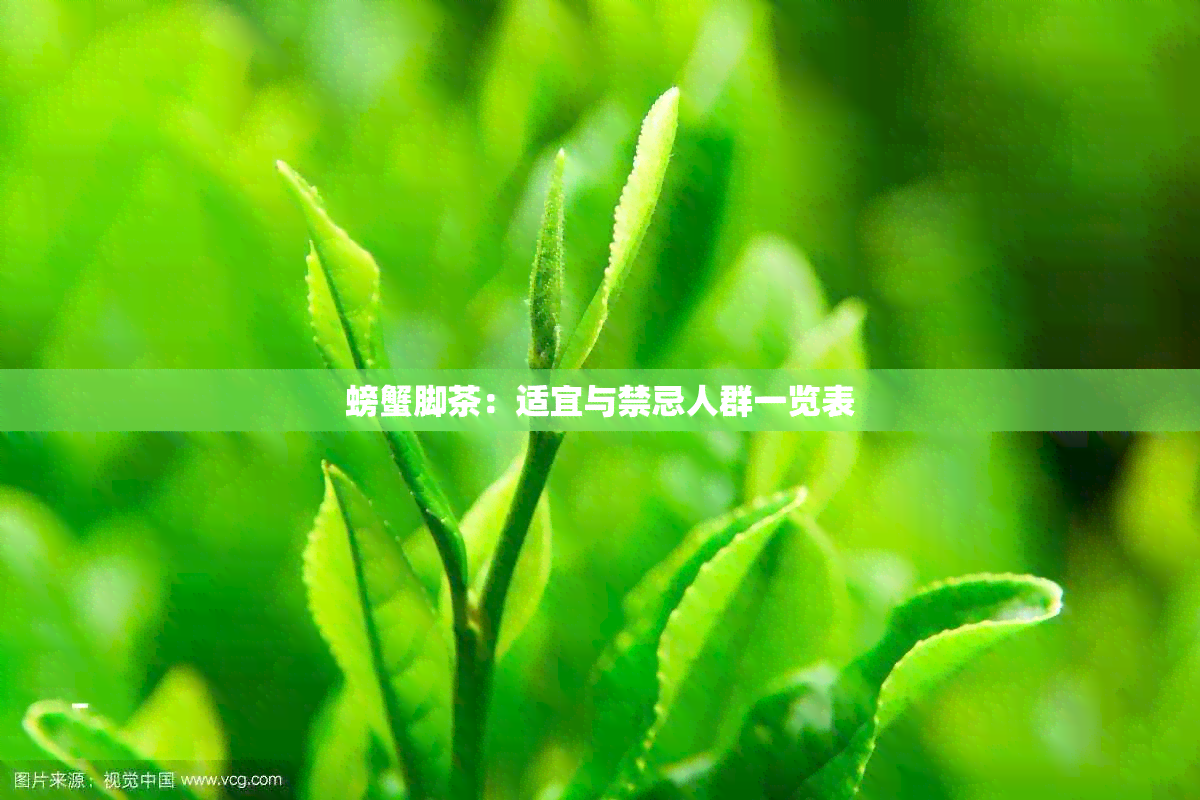 螃蟹脚茶：适宜与禁忌人群一览表