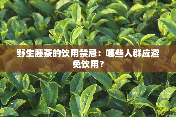 野生藤茶的饮用禁忌：哪些人群应避免饮用？