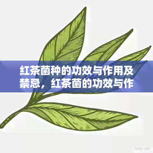 红茶菌种的功效与作用及禁忌，红茶菌的功效与作用及食用方法