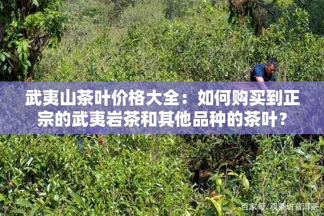 武夷山茶叶价格大全：如何购买到正宗的武夷岩茶和其他品种的茶叶？