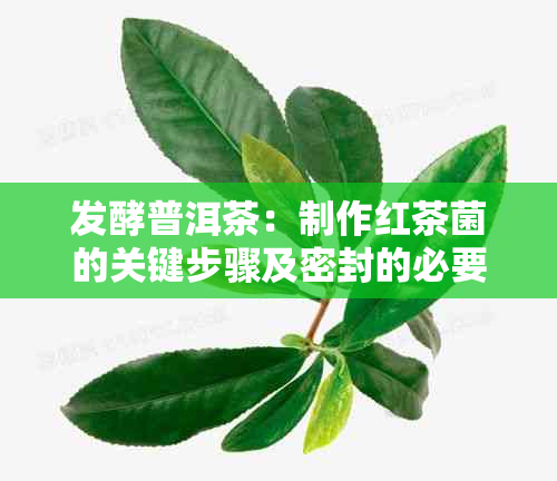 发酵普洱茶：制作红茶菌的关键步骤及密封的必要性探究