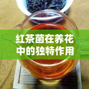 红茶菌在养花中的独特作用：普洱茶渣的高效肥料应用