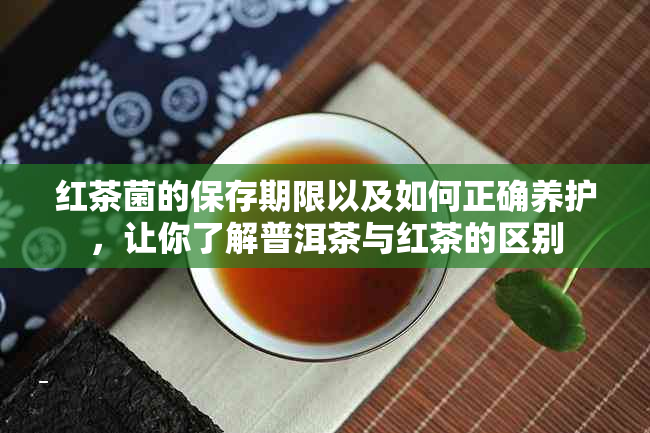 红茶菌的保存期限以及如何正确养护，让你了解普洱茶与红茶的区别