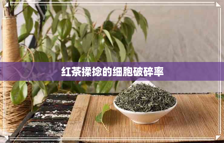 红茶揉捻的细胞破碎率