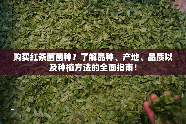 购买红茶菌菌种？了解品种、产地、品质以及种植方法的全面指南！