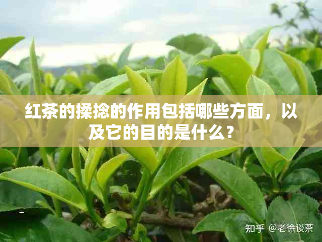 红茶的揉捻的作用包括哪些方面，以及它的目的是什么？