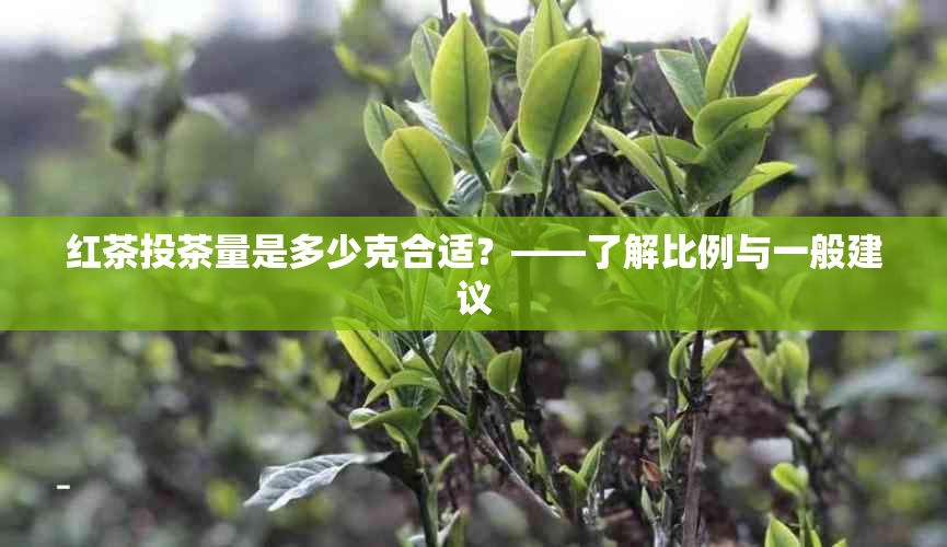 红茶投茶量是多少克合适？——了解比例与一般建议