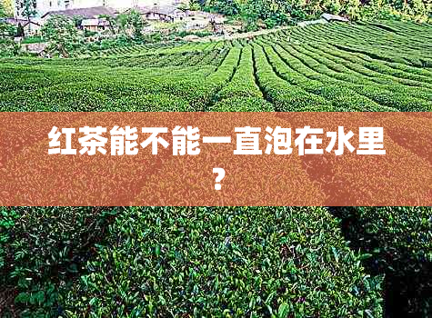 红茶能不能一直泡在水里？