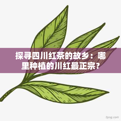 探寻四川红茶的故乡：哪里种植的川红最正宗？