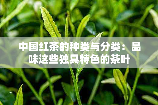 中国红茶的种类与分类：品味这些独具特色的茶叶