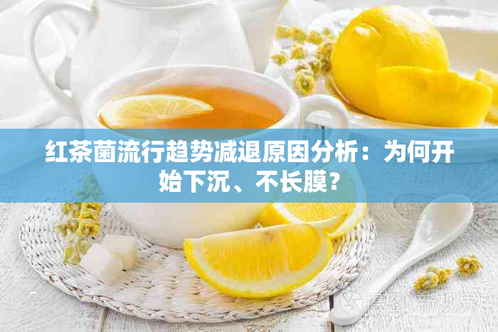 红茶菌流行趋势减退原因分析：为何开始下沉、不长膜？