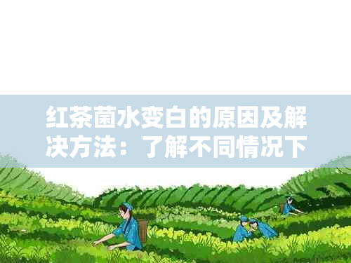 红茶菌水变白的原因及解决方法：了解不同情况下的处理方式