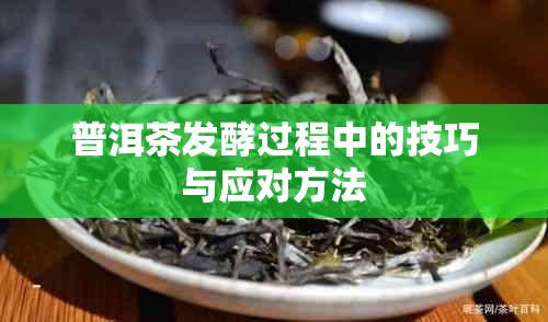 普洱茶发酵过程中的技巧与应对方法