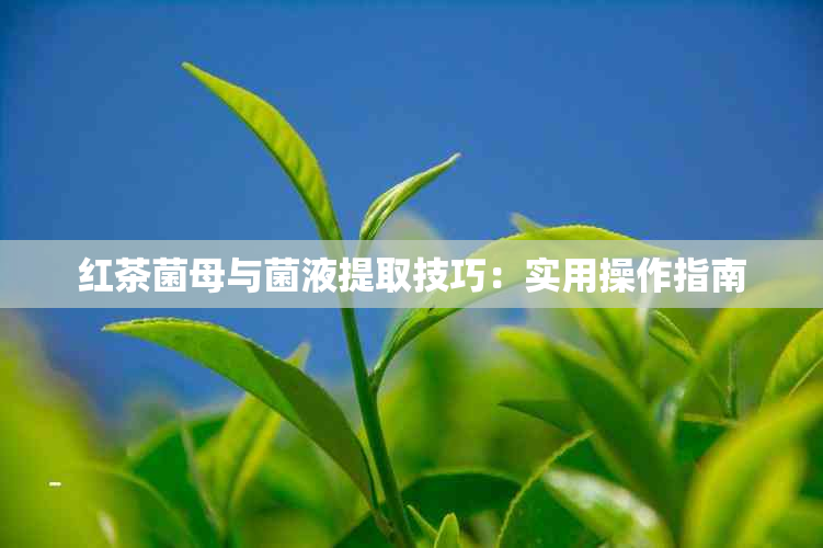 红茶菌母与菌液提取技巧：实用操作指南