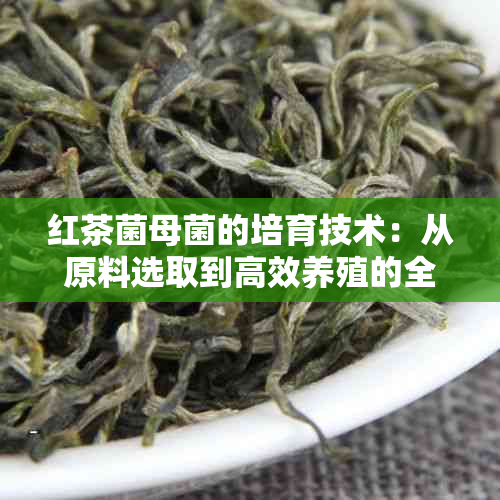 红茶菌母菌的培育技术：从原料选取到高效养殖的全攻略