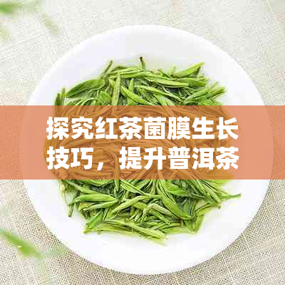 探究红茶菌膜生长技巧，提升普洱茶品质的方法