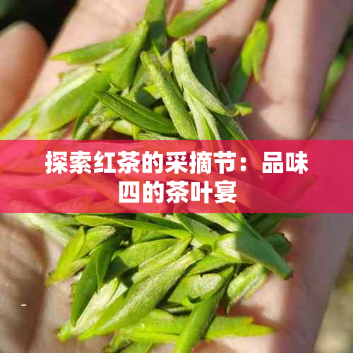 探索红茶的采摘节：品味四的茶叶宴