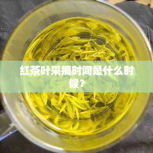 红茶叶采摘时间是什么时候？