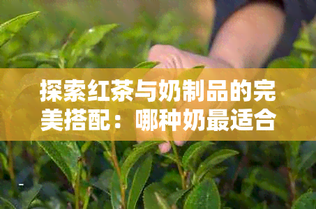 探索红茶与奶制品的完美搭配：哪种奶最适合煮红茶？