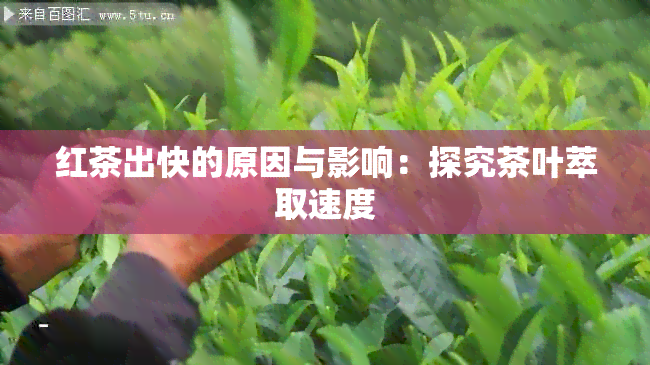 红茶出快的原因与影响：探究茶叶萃取速度