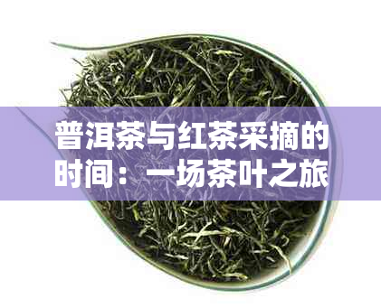 普洱茶与红茶采摘的时间：一场茶叶之旅的探讨