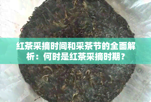 红茶采摘时间和采茶节的全面解析：何时是红茶采摘时期？