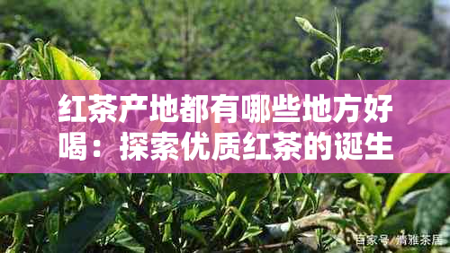 红茶产地都有哪些地方好喝：探索优质红茶的诞生地