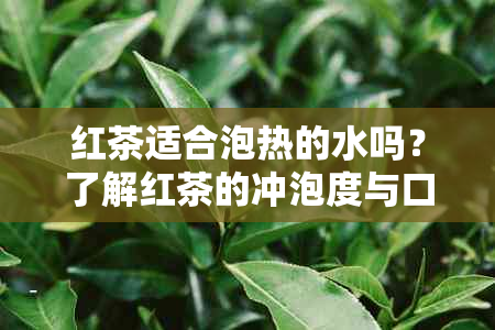 红茶适合泡热的水吗？了解红茶的冲泡度与口感