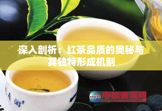 深入剖析：红茶品质的奥秘与其独特形成机制