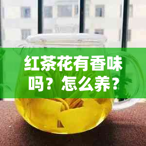 红茶花有香味吗？怎么养？红茶花的气味和香味是如何产生的？