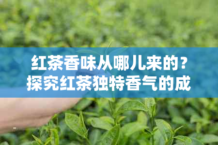 红茶香味从哪儿来的？探究红茶独特香气的成因与味道