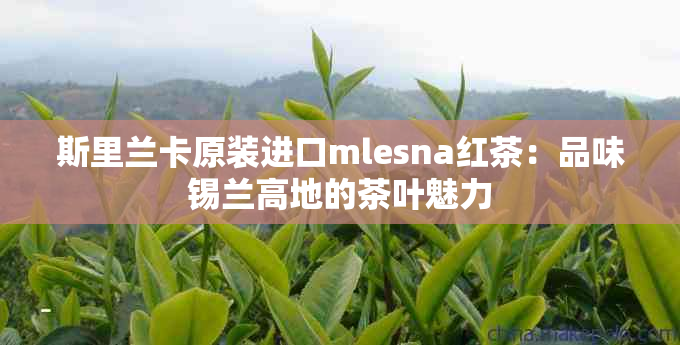 斯里兰卡原装进口mlesna红茶：品味锡兰高地的茶叶魅力