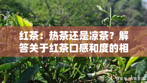 红茶：热茶还是凉茶？解答关于红茶口感和度的相关问题