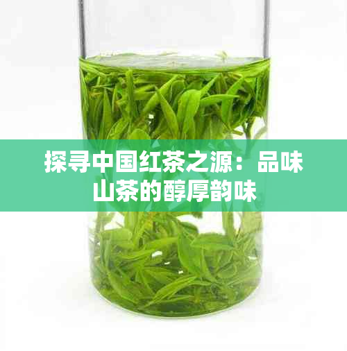 探寻中国红茶之源：品味山茶的醇厚韵味