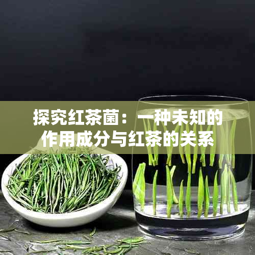 探究红茶菌：一种未知的作用成分与红茶的关系