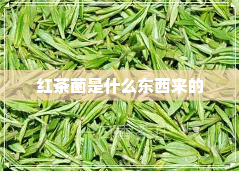 红茶菌是什么东西来的