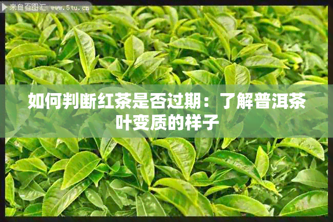 如何判断红茶是否过期：了解普洱茶叶变质的样子