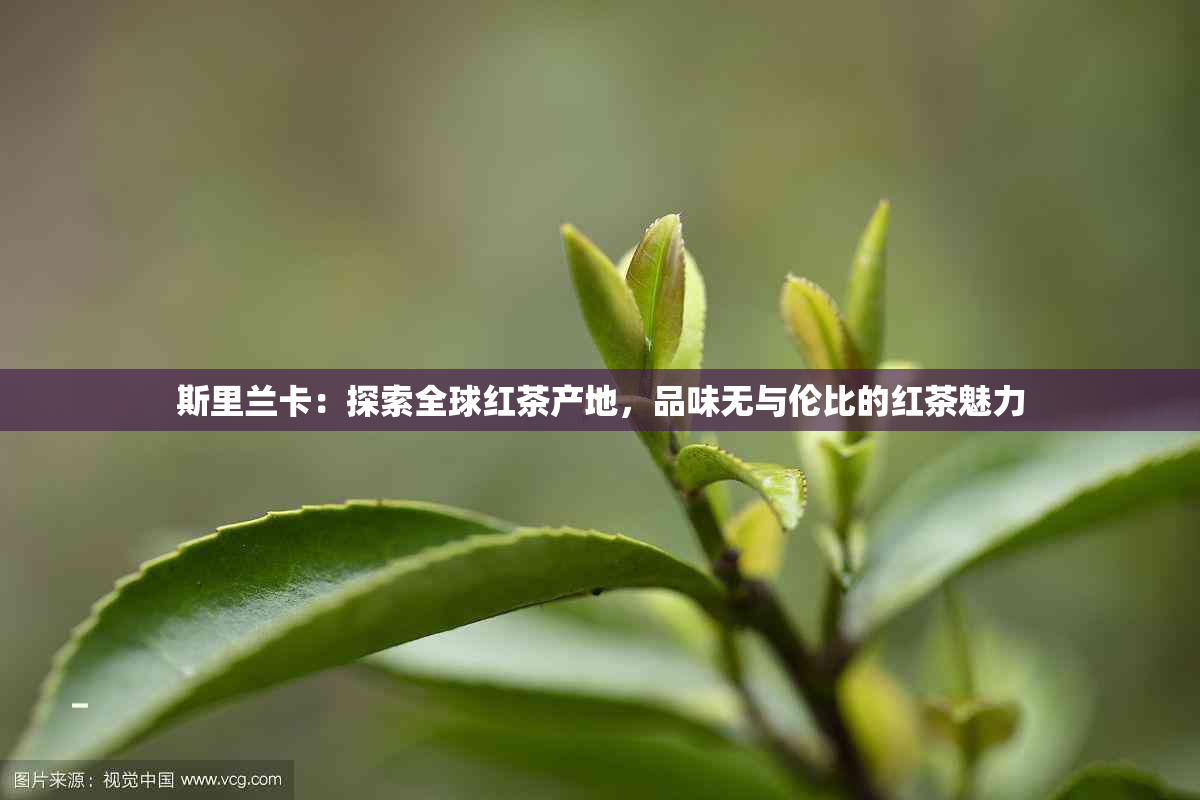 斯里兰卡：探索全球红茶产地，品味无与伦比的红茶魅力