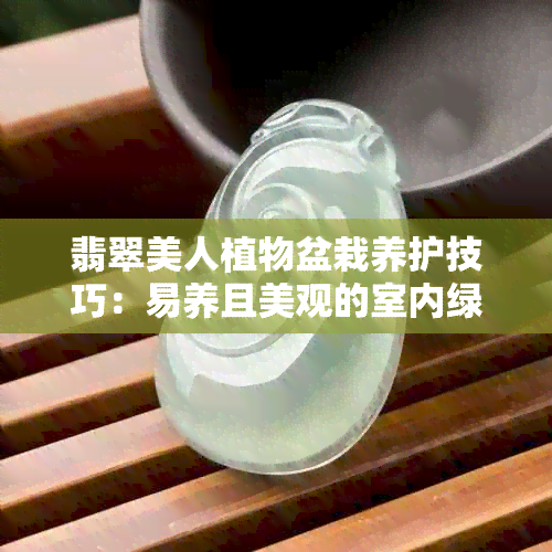 翡翠美人植物盆栽养护技巧：易养且美观的室内绿植大全