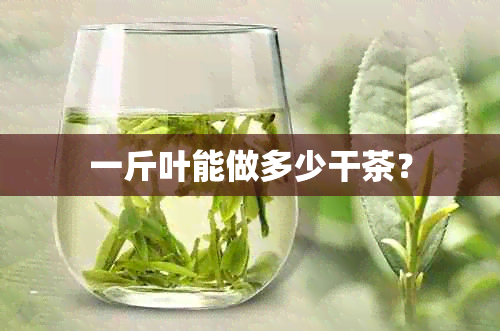 一斤叶能做多少干茶？