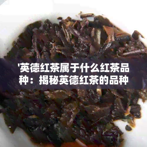 '英德红茶属于什么红茶品种：揭秘英德红茶的品种特性'